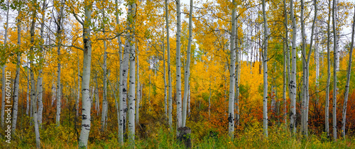 Fall color, Aspen Tree, Autumn Color