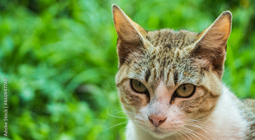 Fototapeta premium Gato