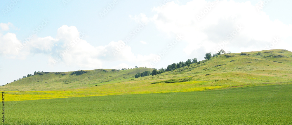 Obraz premium Panoramic view of a large field of blooming rapeseed at the foot of the low hills.