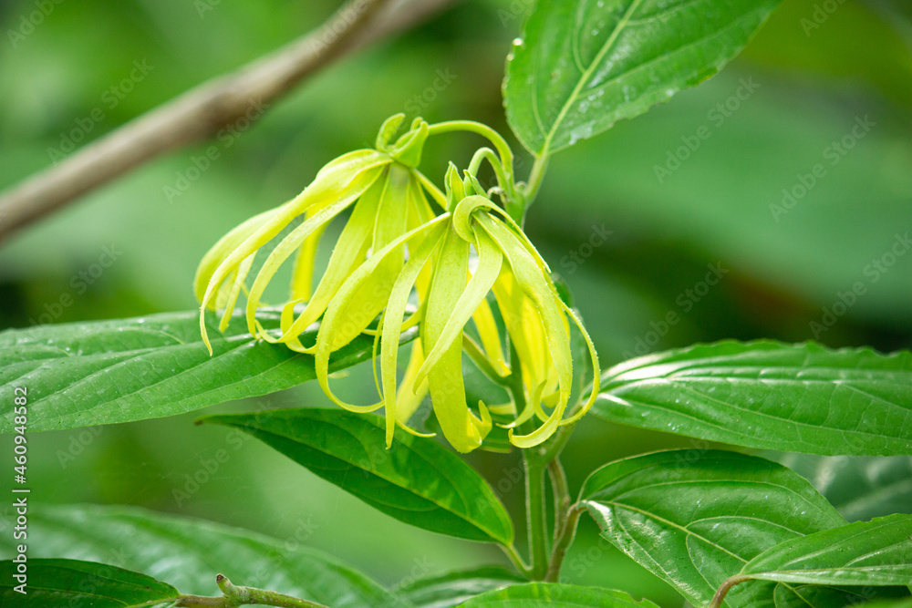 イランイランノキの花が開花 精油原料 イランイラン Stock Photo Adobe Stock