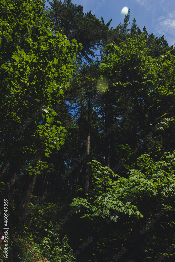 Fototapeta premium Dark forest picture of trees