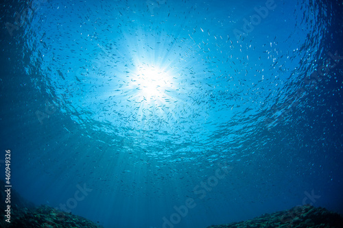underwater scene with rays