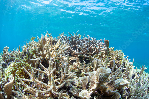 coral reef in the sea