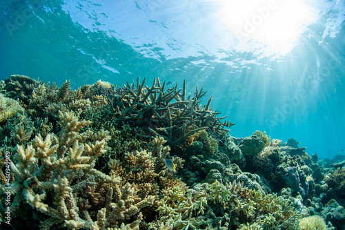 Fototapeta Naklejka Na Ścianę i Meble -  coral reef in sea