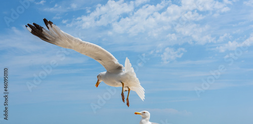 seagull flying in the sky