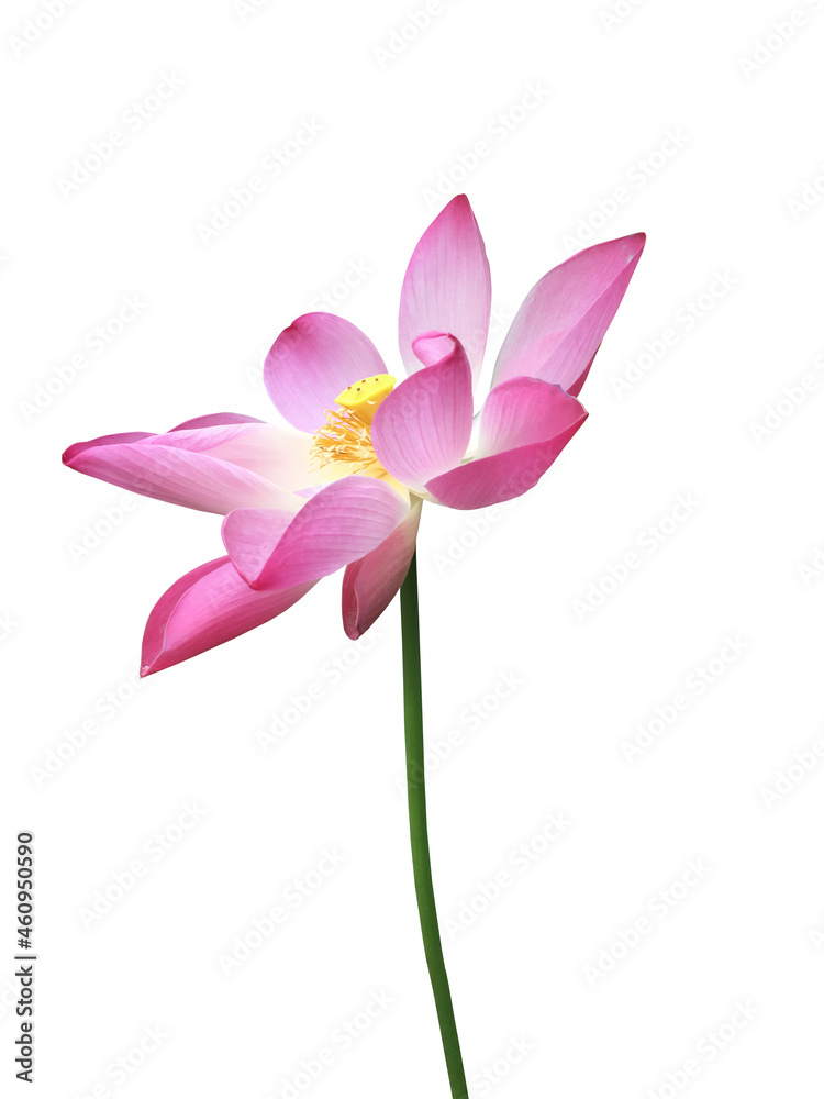 Isolated pink waterlily or lotus plant with clipping paths.