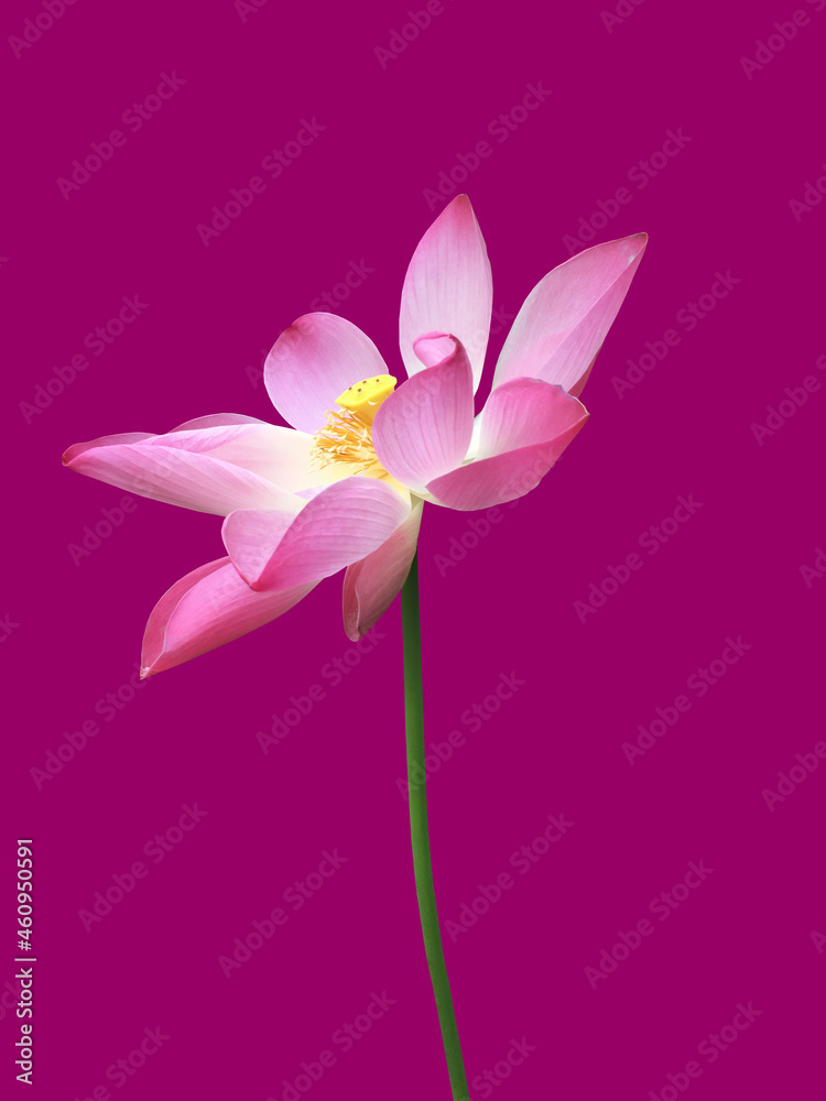 Isolated pink waterlily or lotus plant with clipping paths.