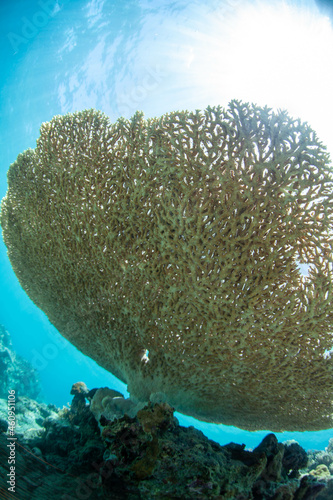 Fototapeta Naklejka Na Ścianę i Meble -  coral reef in sea