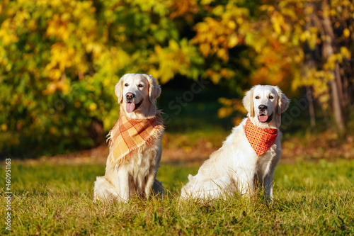 Two golden retrievers in bright bandanas are sitting in a field against the background of sun-drenched autumn trees. Grownup and young dogs. Training dogs outside