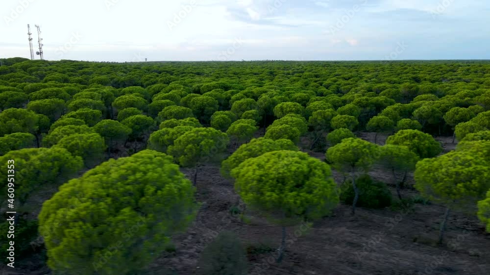 Arial Slide Right Over Evergreen Stone Pine Forest in Cartaya, Huelva, Andalusia, Spain at sunset
