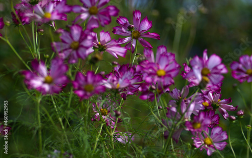 purple cosmos flowers in the field