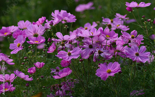 cosmos flowers in the garden