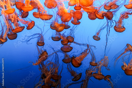 orange jellyfish in aquarium