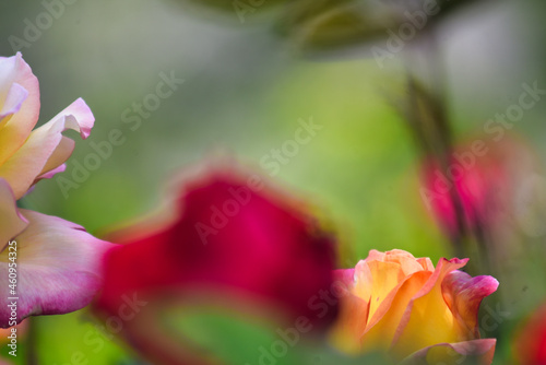 Fototapeta Naklejka Na Ścianę i Meble -  薔薇園に咲くオレンジ色とピンク色の幻想的なバラの花（絵画風）