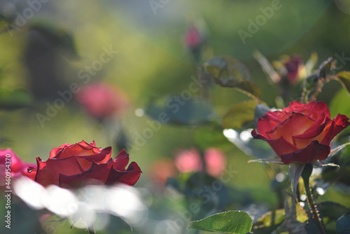 満開の薔薇園に咲く幻想的な赤いバラの花（絵画風）