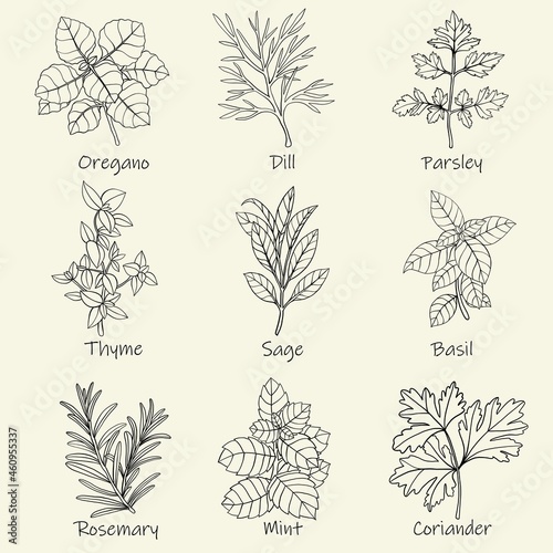 Doodle freehand sketch drawing of culinary herbs.