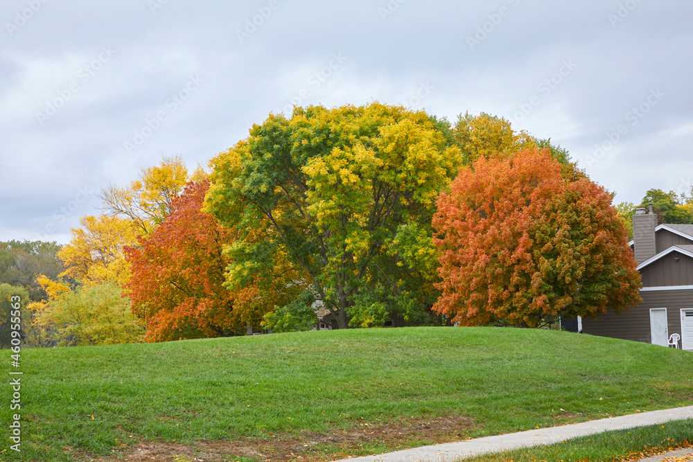 Beautiful colored leaves on autumn trees resting on a very green hill