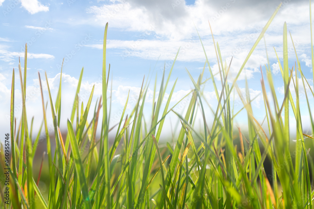 Obraz premium Fresh grass on meadow