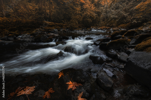 Beautiful tranquil creek flows through dark lush autumn woodland forest landscape on a fall morning in the Pacific Northwest