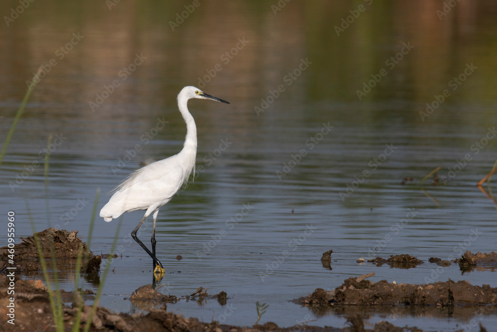 Great White Egret or Great White Heron looking for food Great White Egret or Great White Heron looking for food