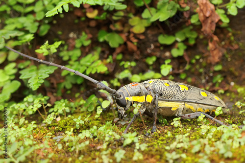 A long-horned beetle is looking for food in the bushes. This insect has the scientific name Batocera sp. 