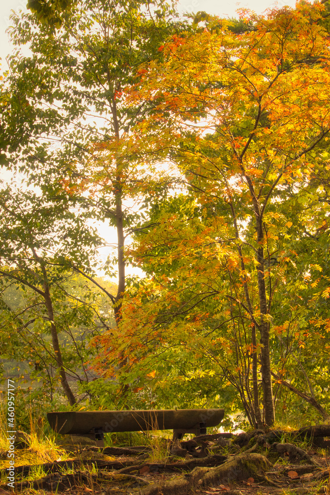 A single wooden bench surrounded by fall trees A single wooden bench surrounded by fall trees