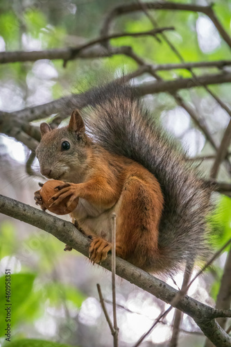 The squirrel with nut sits on tree branches in the summer.