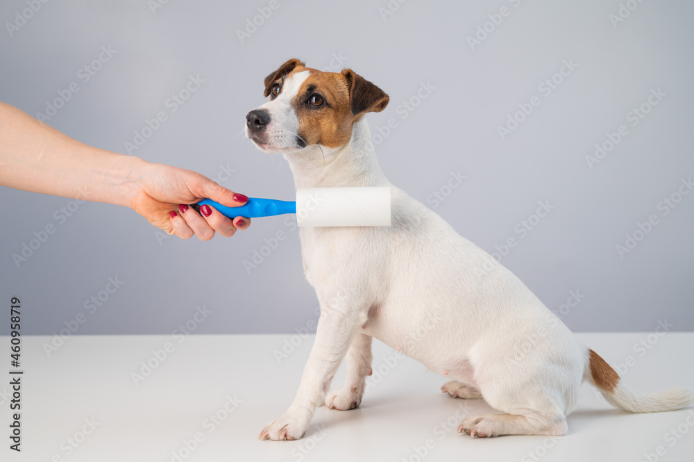A woman uses a sticky roller to remove hair on a dog