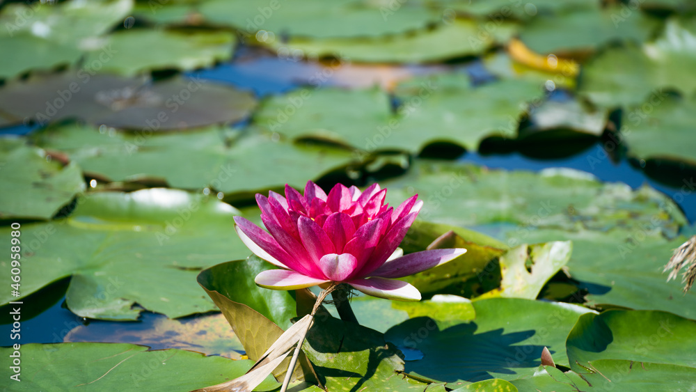 日本の公園の池に咲く睡蓮の花。 日本の公園の池に咲く睡蓮の花。