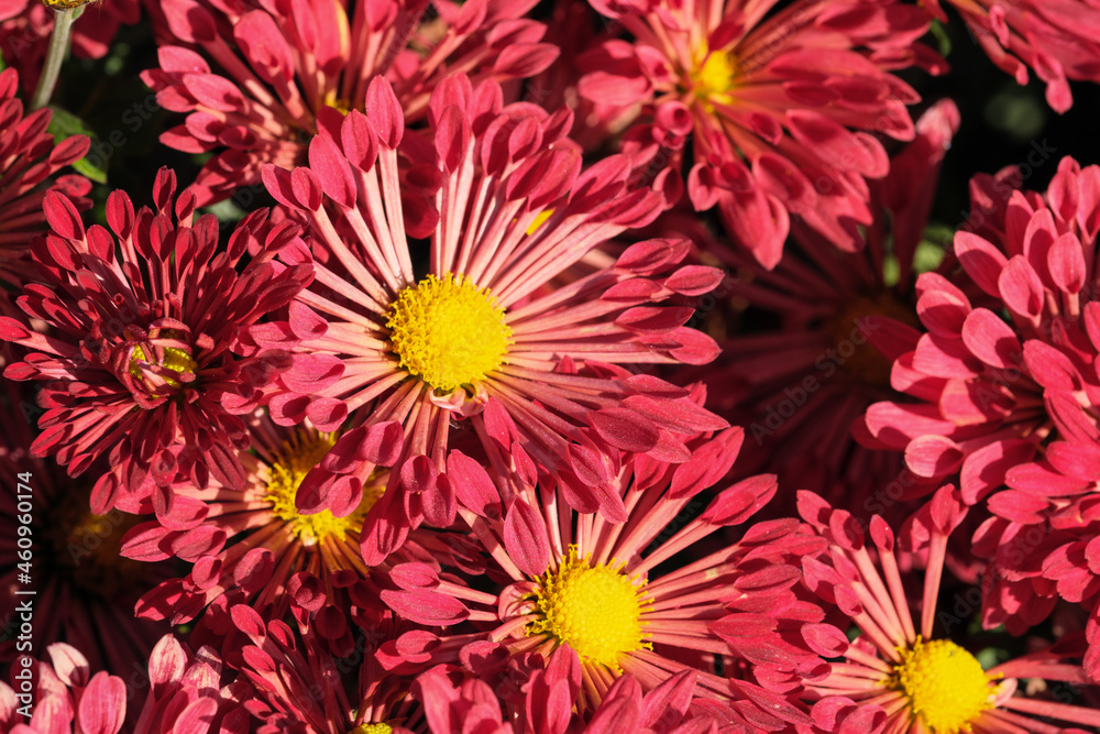 Garden varietal decorative chrysanthemum Garden varietal decorative chrysanthemum