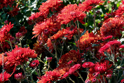 Garden varietal decorative chrysanthemum