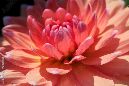 Garden dahlia flower blooms