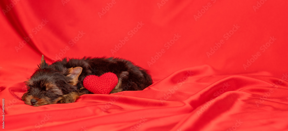 York terrier puppy lying on a red background with a small heart York terrier puppy lying on a red background with a small heart