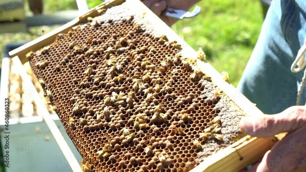 Static shot finger pointing at bee drone in hive comb Static shot finger pointing at bee drone in hive comb