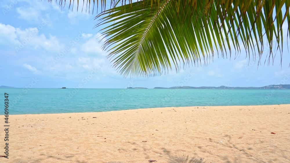 Green palm tree branch swinging in the wind at empty sandy beach. Turquoise color sea under cloudy sky in island's lagoon Green palm tree branch swinging in the wind at empty sandy beach. Turquoise color sea under cloudy sky in island's lagoon