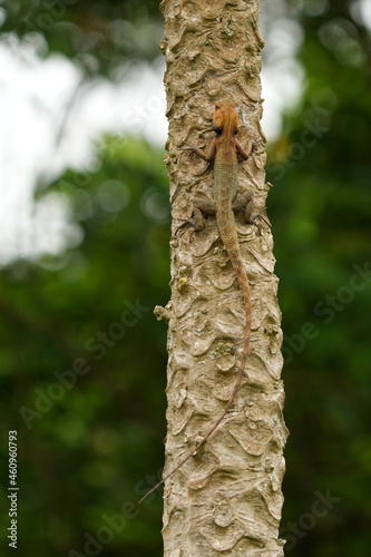 シンガポールの生き物 木登りトカゲ