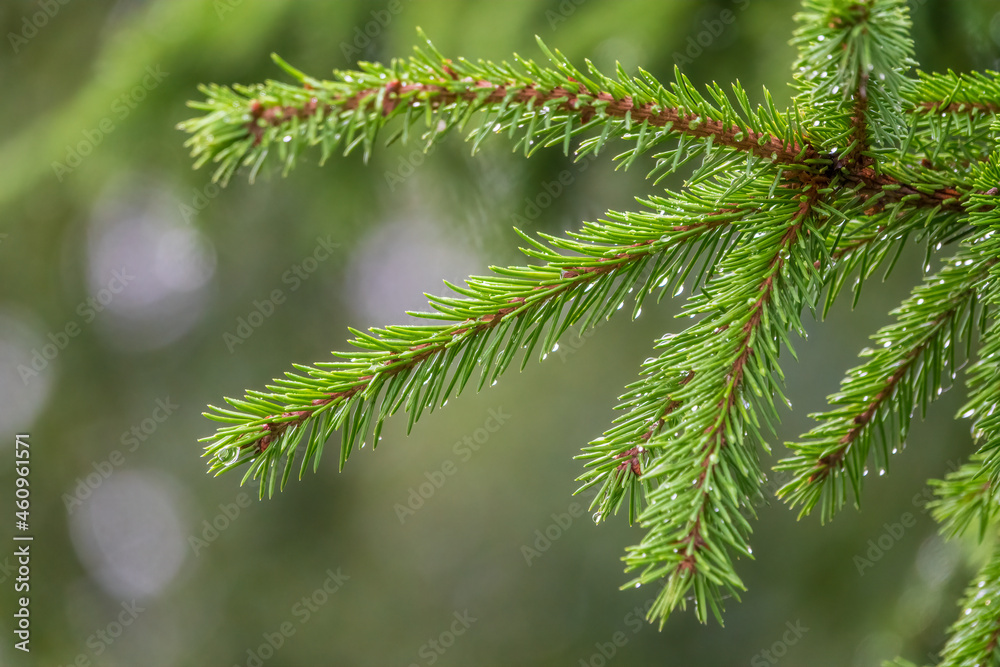 Background of green spruce branches with water drops after rain Background of green spruce branches with water drops after rain