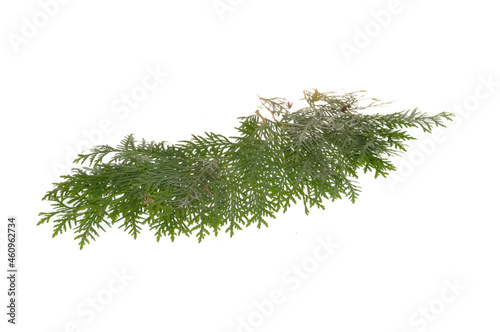 bush branch isolated on white background