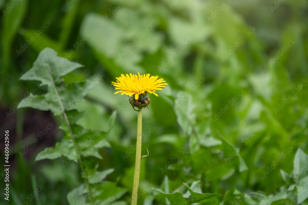 Field of yellow dandelions. Taraxacum officinale, the common dandelion