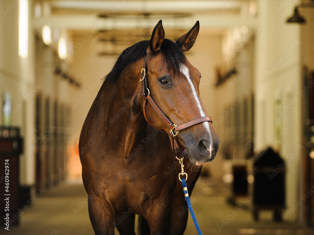 Warmblood dark ba horses standing in barn aisle with halter and lead rope. Warmblood dark ba horses standing in barn aisle with halter and lead rope.
