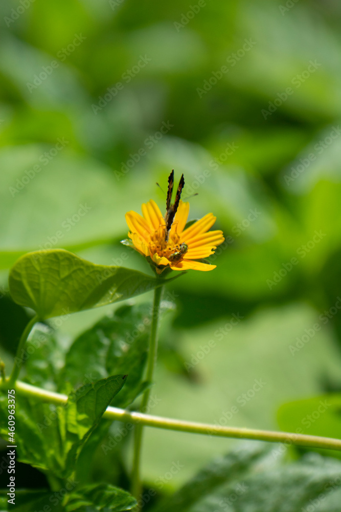 Papillon noir aux couleurs jaunes et belles fleurs naturelles sur la rive du fleuve en Amérique latine Mexique