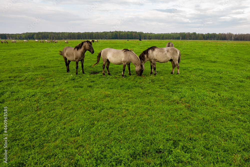 Drone flying around various brown, white mustangs and cows running on meadow and graze grass on farmland. Aerial view. Group of animals on pasture. Rural scene. Endangered free families of wild horse Drone flying around various brown, white mustangs and cows running on meadow and graze grass on farmland. Aerial view. Group of animals on pasture. Rural scene. Endangered free families of wild horse
