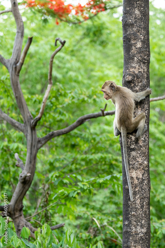 Baby monkey climbing a tree in the forest.