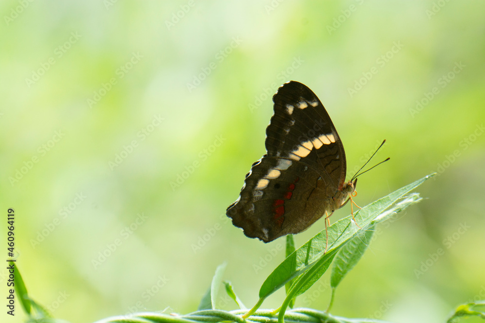 Papillon noir aux couleurs jaunes et belles fleurs naturelles sur la rive du fleuve en Amérique latine Mexique Papillon noir aux couleurs jaunes et belles fleurs naturelles sur la rive du fleuve en Amérique latine Mexique