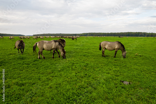 Drone flying around various brown, white mustangs and cows running on meadow and graze grass on farmland. Aerial view. Group of animals on pasture. Rural scene. Endangered free families of wild horse