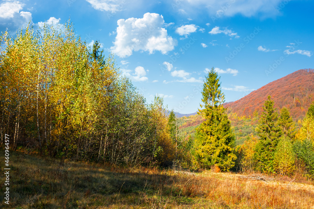 autumnal nature scenery in mountains. birch trees in colorful foliage on the meadow. primeval beech forest in fall foliage on the hill. warm sunny day with fluffy clouds on the sky