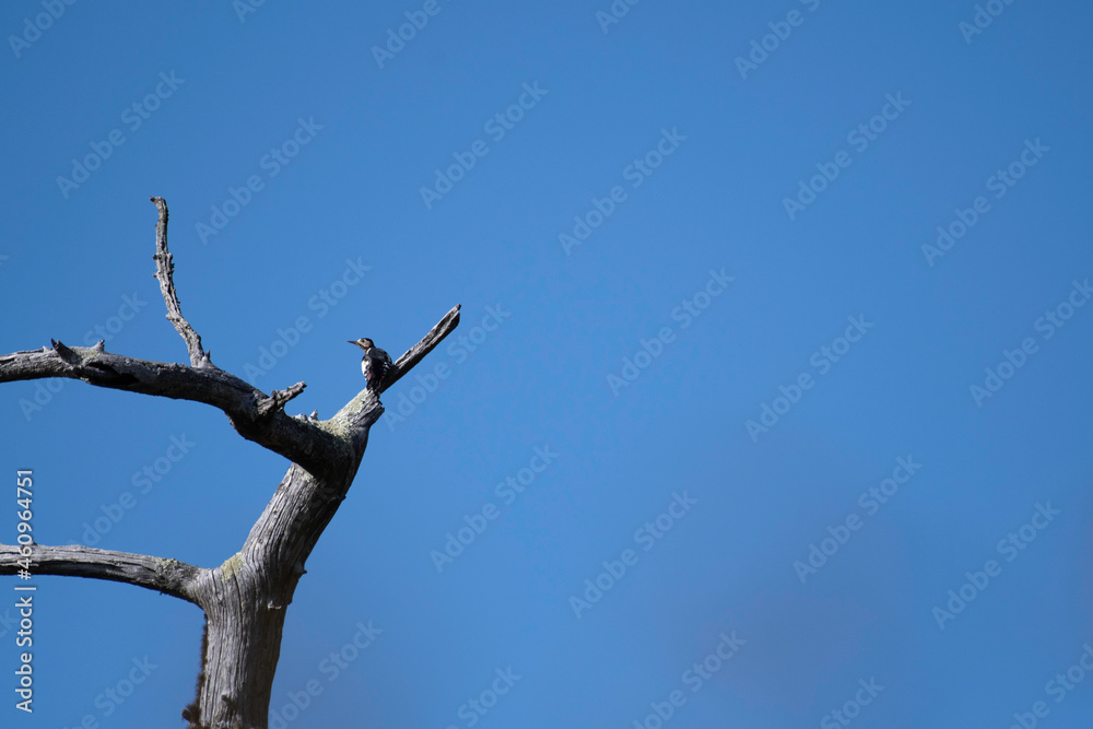 Great spotted woodpecker perching at the top of the tree Great spotted woodpecker perching at the top of the tree