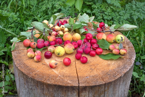 Ripe apples ranet of different varieties on a stump in the garden photo