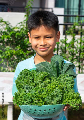 Asian boy holding a basket of vegetables with Curl leaf kale and Dinosaur kale or Brassica oleracea grown Background blurry tree in farm