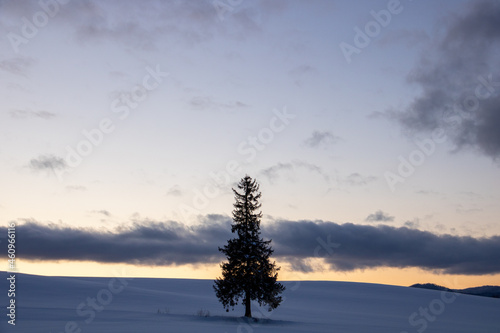 冬の美しい夕暮れの空と雪原に立つマツの木 美瑛町 